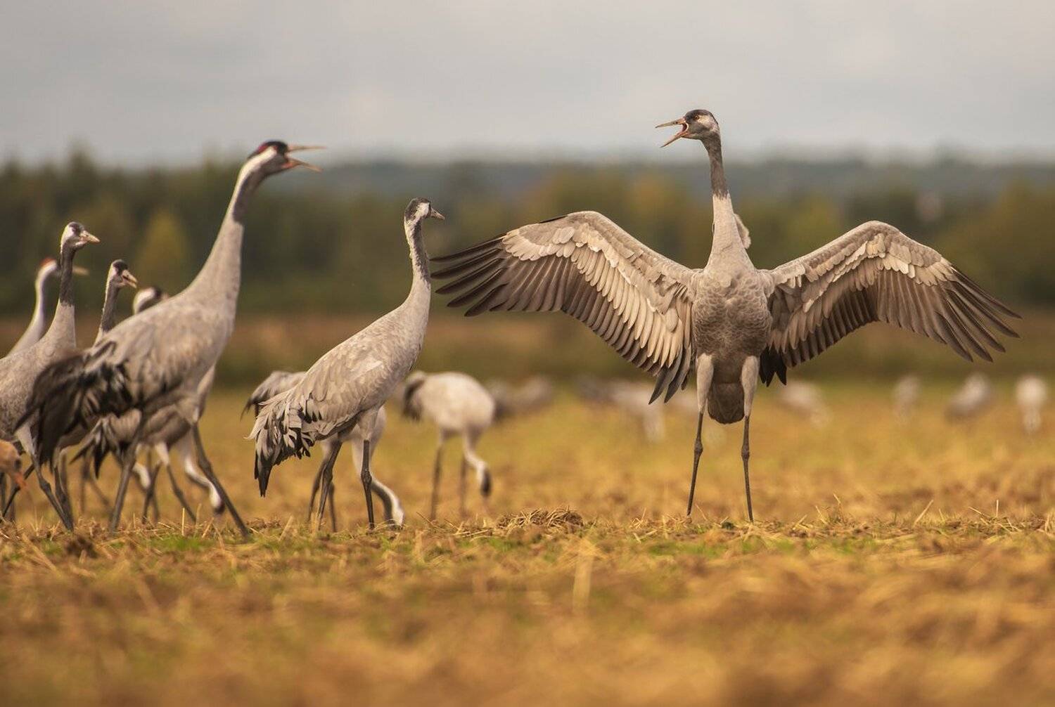 вижу, Александр Маркелов