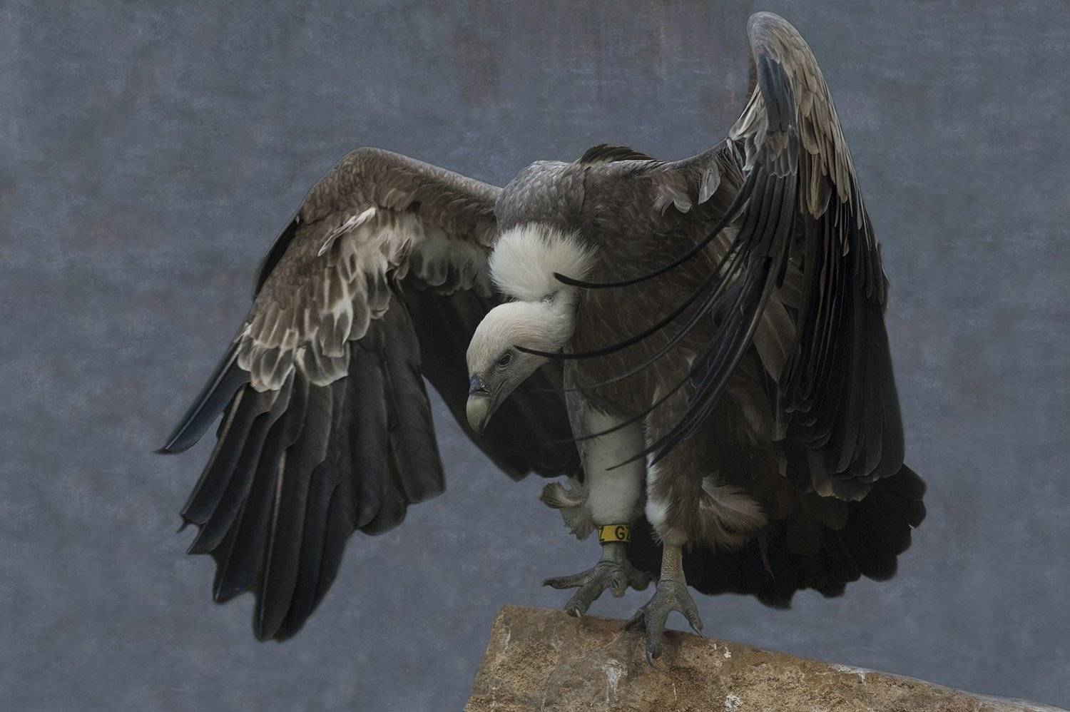 Untiled#*. Автор: claude ferrara , claude ferrara