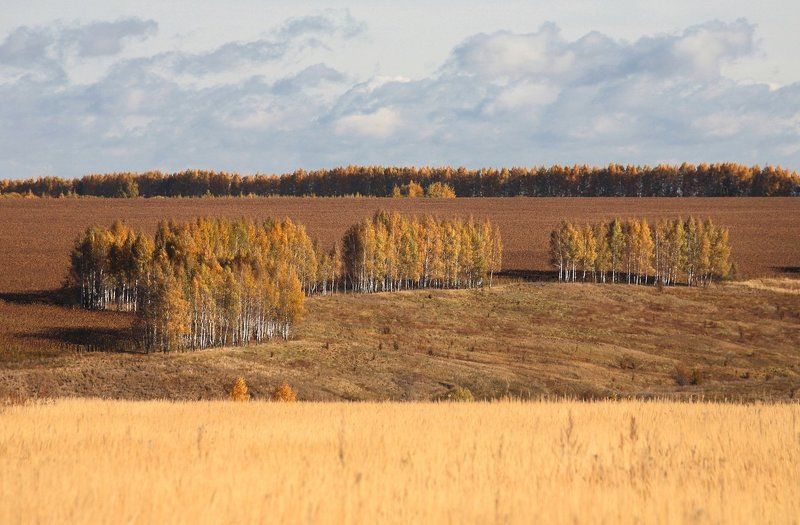 осень, октябрь, посадки, поля, 100-300мм Березовые посадки, октябрьphoto preview