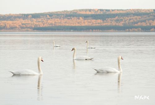 лебеди