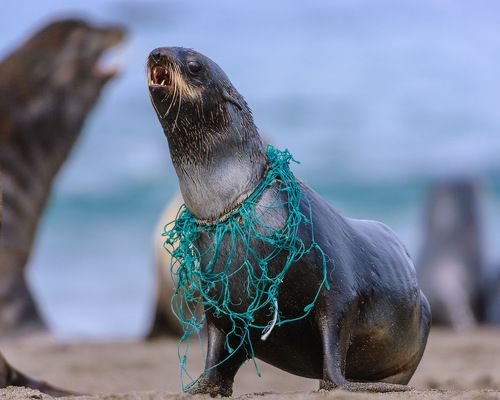 Люди ! За что ?