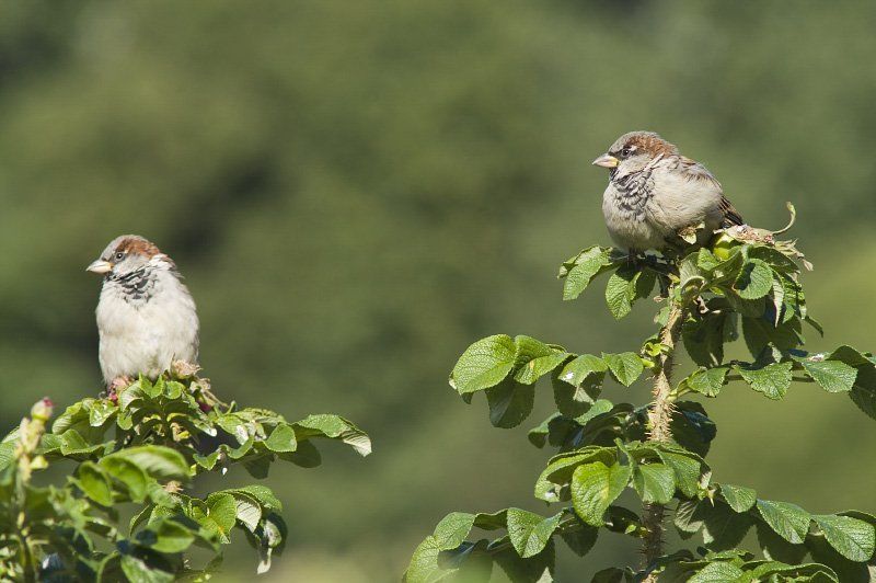 воробей Ну где там наши?photo preview
