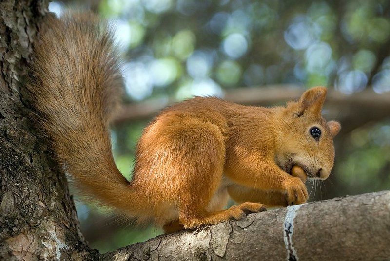 Крепкий орешек 2photo preview