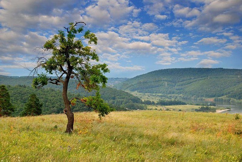 Волжская сакураphoto preview