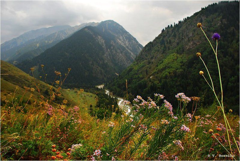 Разнотравье