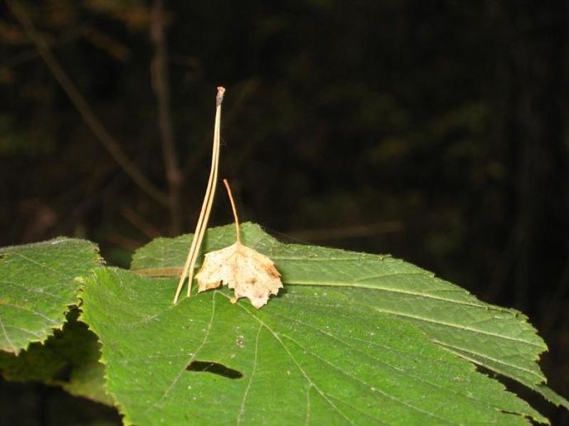 макро, дама, кавалер Дамы приглашают кавалеровphoto preview