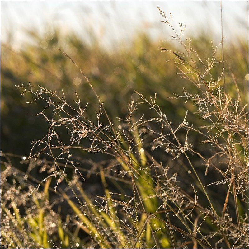 утро, роса, травинки и росинкиphoto preview