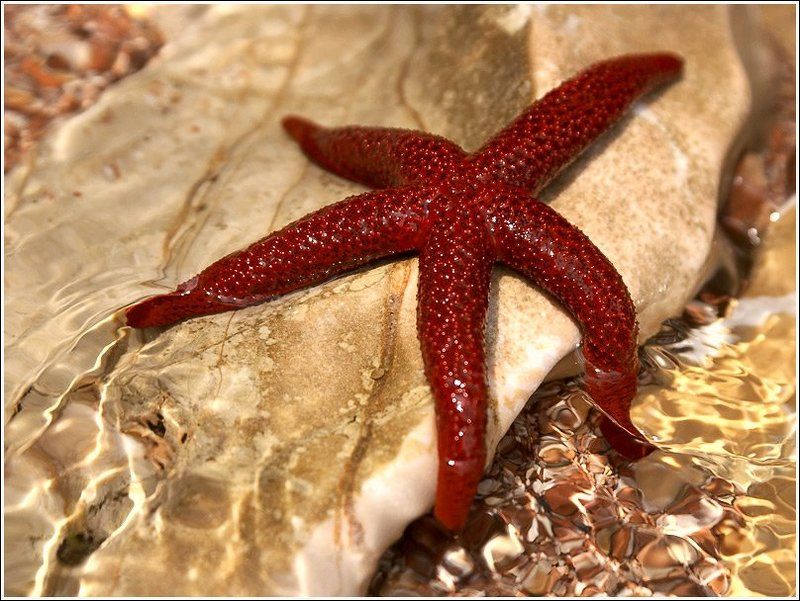 морская звезда ***photo preview