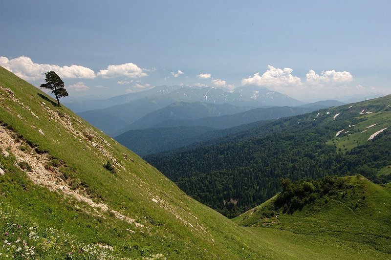 горы, дерево, гкх, адыгея ***photo preview