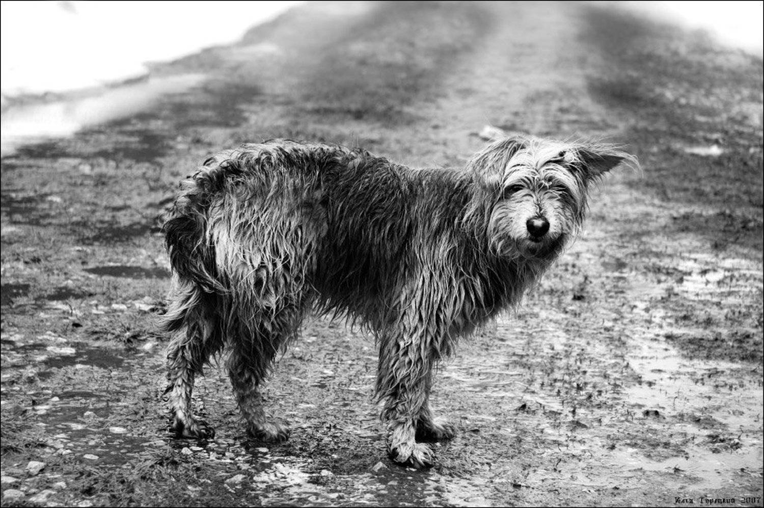 собака, Илья Турецкий