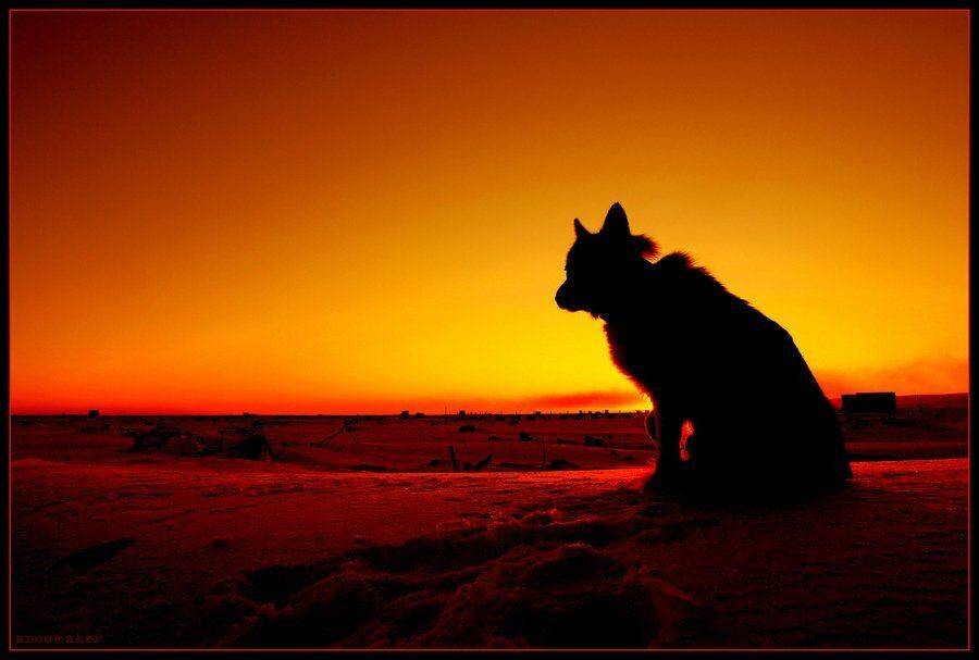 Цербер. Автор: snowmaker цербер, собака, аид, охранять, chukotka, lavrentiya, snowmaker, чукотка, snowmaker