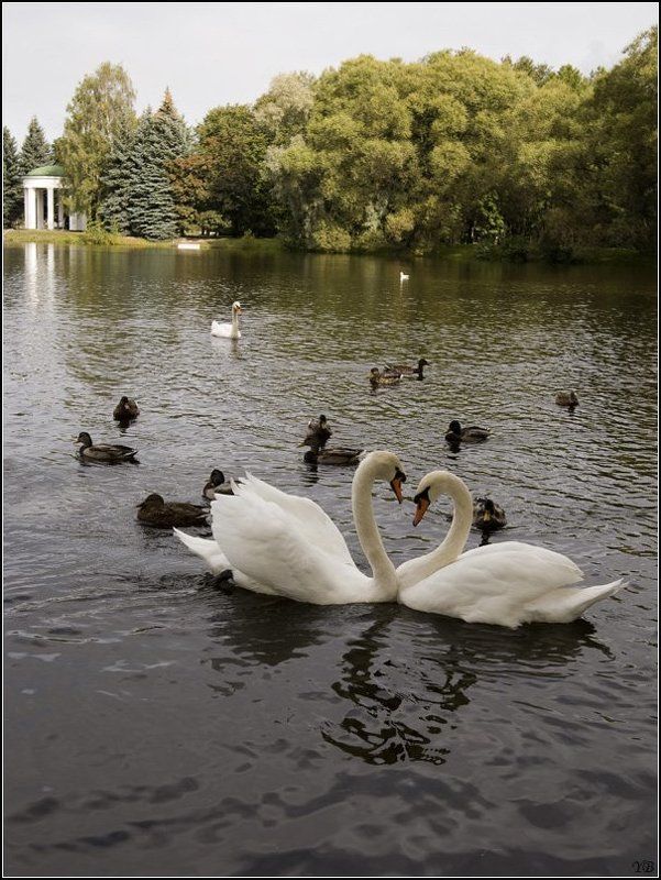 лебеди, любовь, осень I LOVE YOUphoto preview