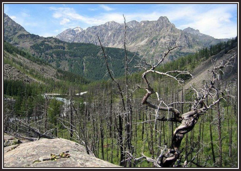 алтай, горы, камни, дерево Такая разная жизнь...photo preview