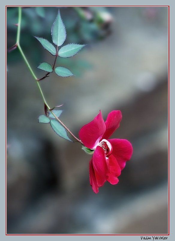 цветок Последний из Могиканphoto preview