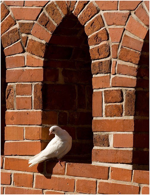 new, царицино, голубь, птица, мост Белое на кирпичном.photo preview