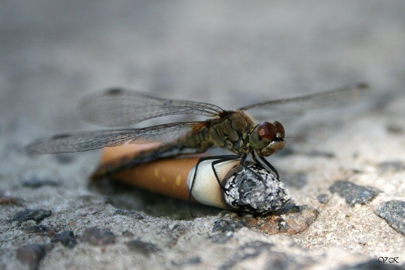 пагубные, привычки пагубные привычкиphoto preview