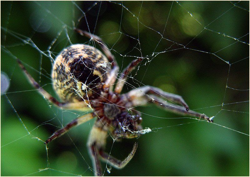 тонкая настройка сетиphoto preview