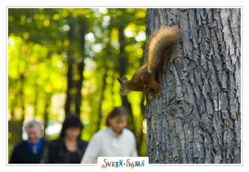 белочка, света ошметкова Гостиphoto preview