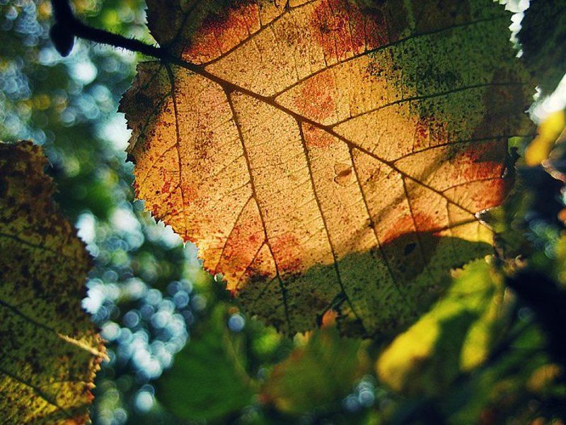 листочек Чудо Листикphoto preview