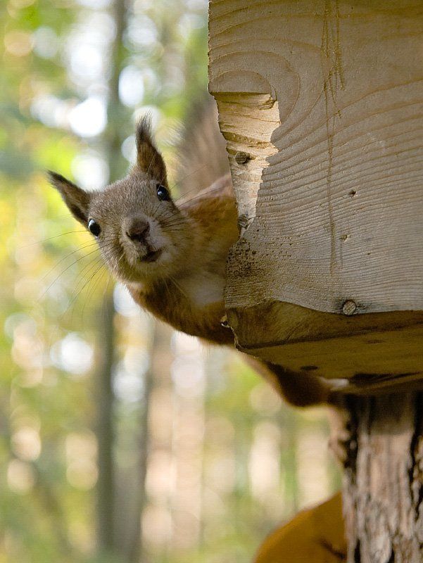 Хто тут?photo preview