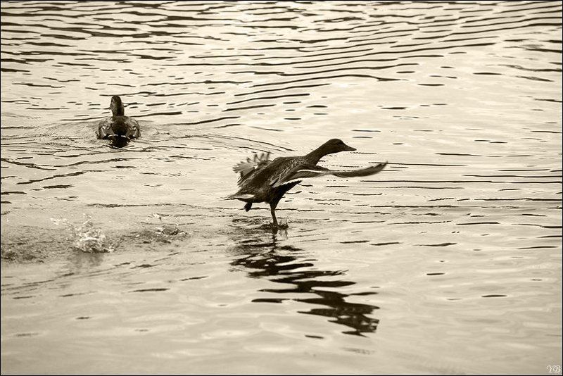 утка, взлёт, форсаж форсажphoto preview