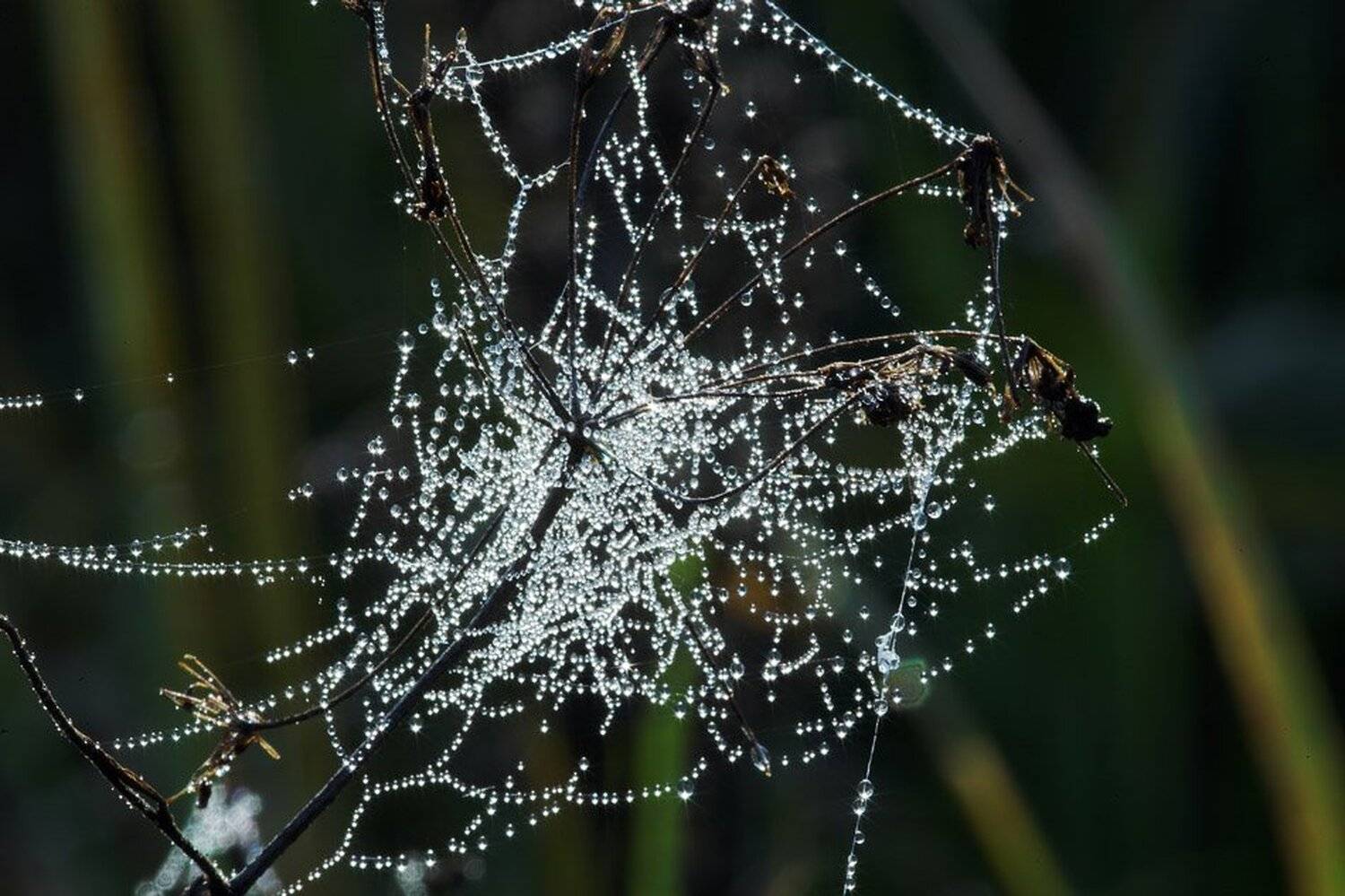 ожерелье осени, Nikita