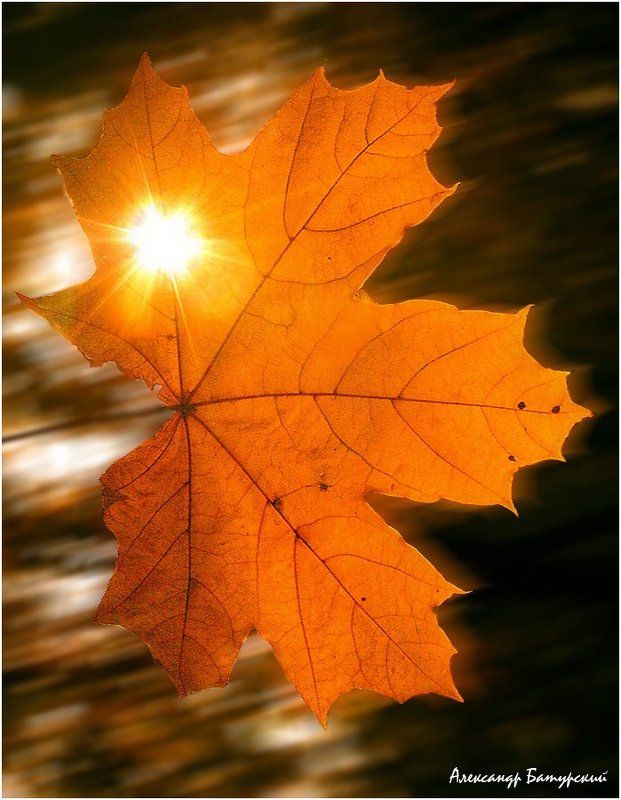 Огненныйphoto preview