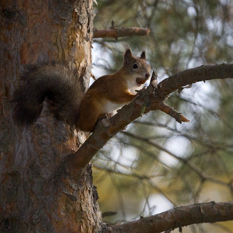 белка, пушкин, осень подготовка к зимеphoto preview