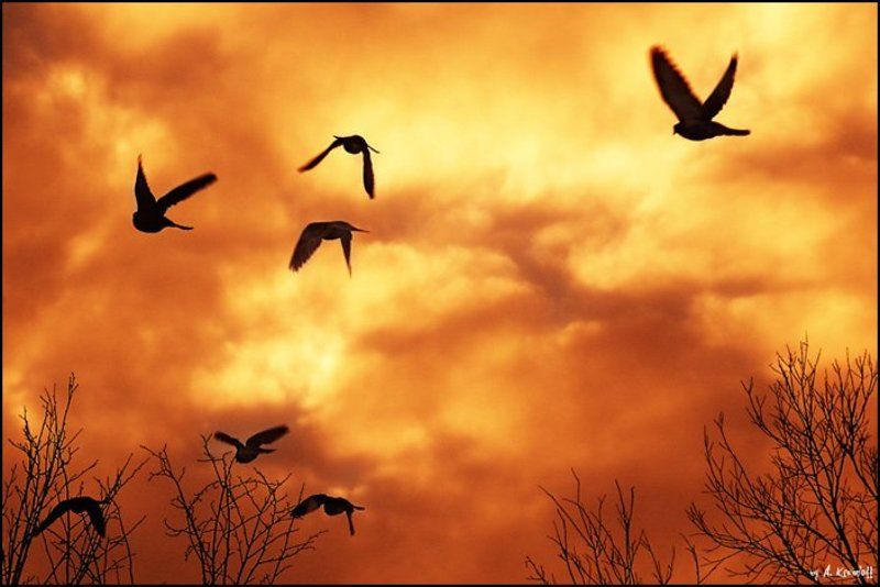жара, птицы, закат, арт жара :)photo preview