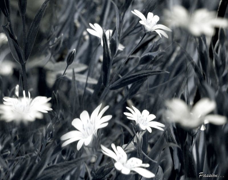 цветы ах  летто....photo preview