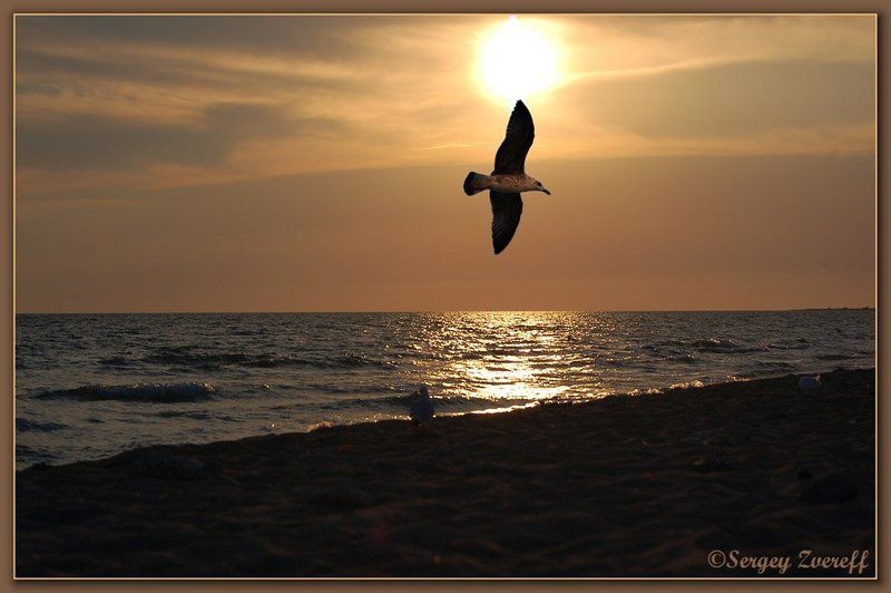 закат, природа, пейзаж,небо,море,чайка Грёзыphoto preview