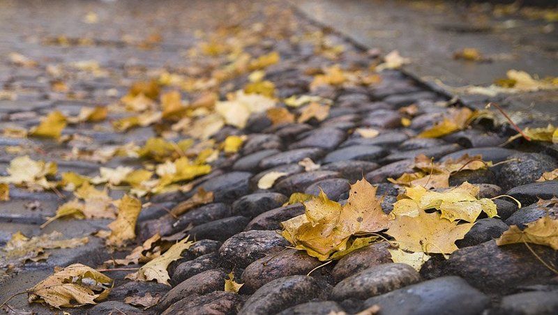 листья, осень, камни Осеннее настроениеphoto preview