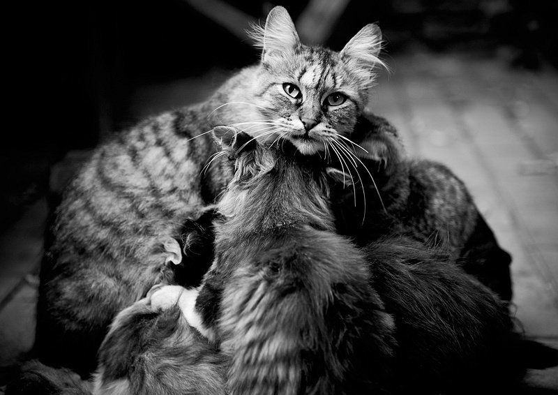 кошка, мамаша, котята мамаша...photo preview