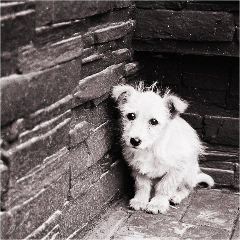 собак Маленький пушистый комочек одиночестваphoto preview