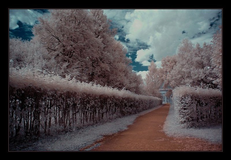 ик, infra red, инфракрасная съемка, кусково Кусково. ИК. Аллеиphoto preview