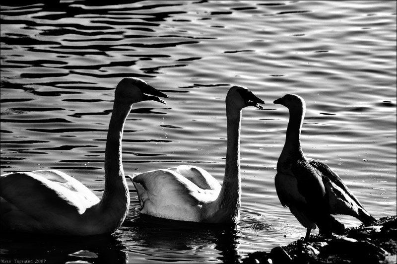 лебединые споры Лебединые спорыphoto preview