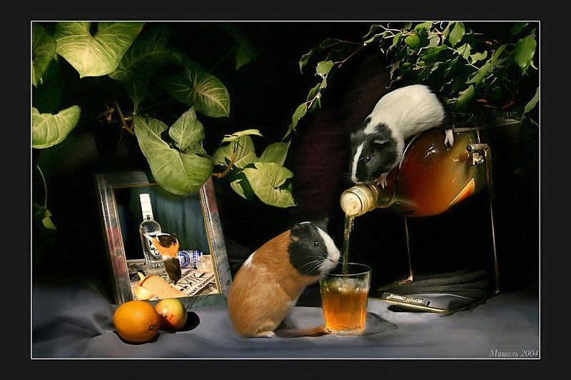 Свинская историяphoto preview