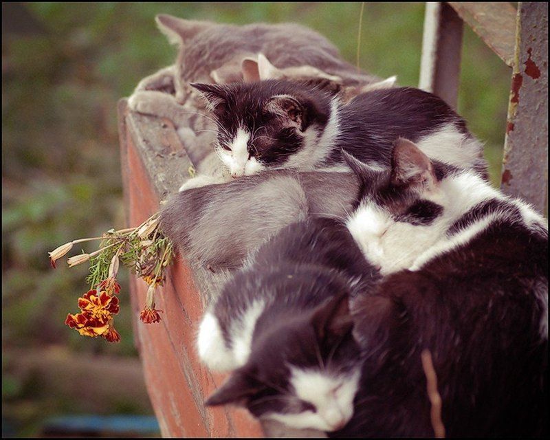 котята, кошки :-)photo preview