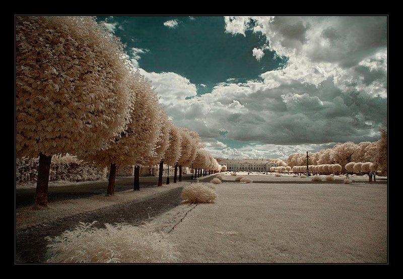 ик, infra red, инфракрасная съемка, кусково Кусково. ИК. Аллея к Дворцу.photo preview