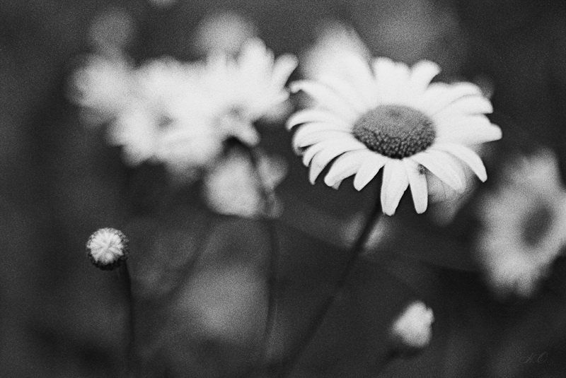 ромашки РомашЭгиphoto preview