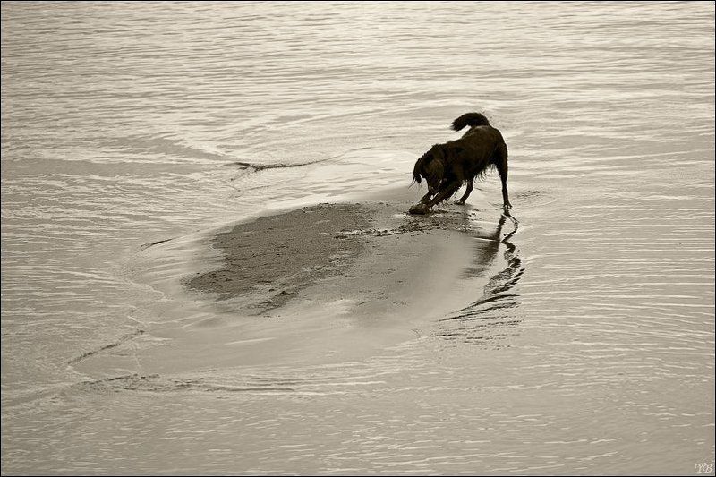 собака, финский залив, заиграласьphoto preview