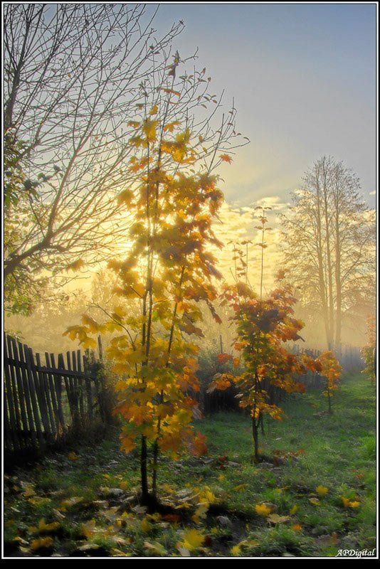 Клены выкрасили...photo preview