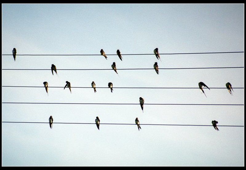 ...ноты...photo preview