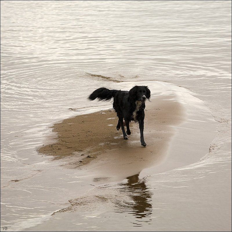 финский залив, собака Чёрный Пёс Петербург.photo preview