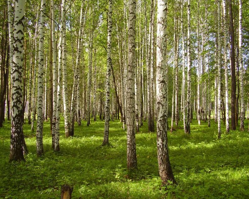 лето, лес, березы Прогулка по летнему лесуphoto preview