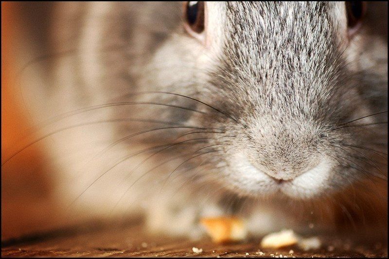 кролик Дымокphoto preview