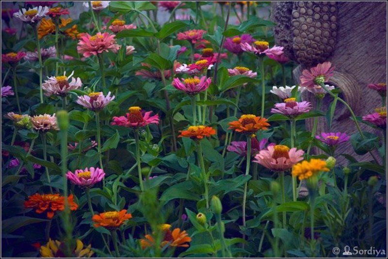 цветы Краскиphoto preview