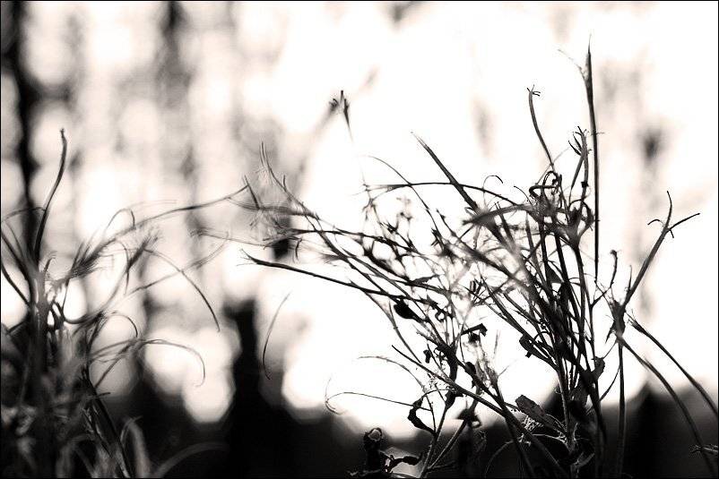 , Дмитрий Плотникофф