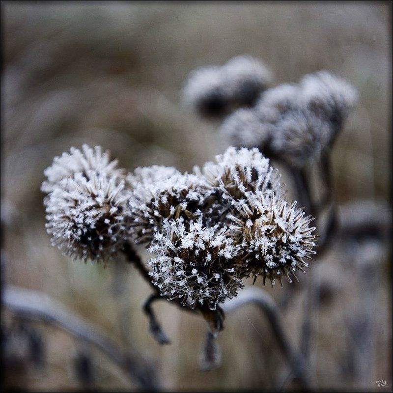 репейник, осень, заморозки репейphoto preview