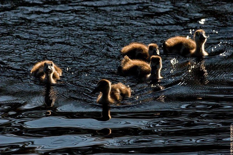 привет птенец Всем привет!photo preview